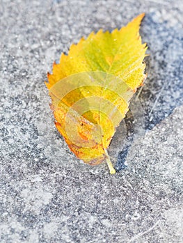 Frosts and fallen birch leaf on pavement