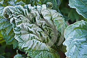 Frosts of spring morning in the garden.