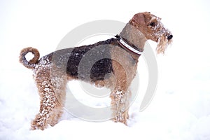 Frosty Airedale Terrier Dog