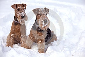 Frosty Airedale Terrier Dogs