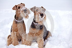 Frosty Airedale Terrier Dogs