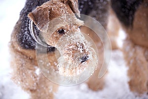 Frosty Airedale Terrier Dogs