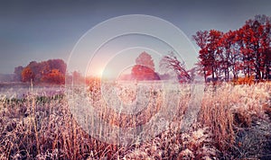 Frosty autumn landscape of november nature at sunrise. Scenery colorful autumn with hoarfrost