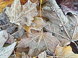 Frosty Autumn Leaves