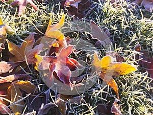 Frosty Autumn Leaves Fall Background, Acer Maple