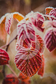 frosty autumn leaves