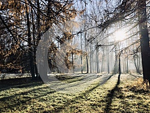 Frosty autumn morning landscape forest or park.