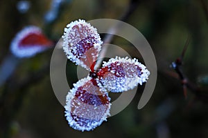 Frosty autumn plants. Frozen green leaves on the branch under the frost