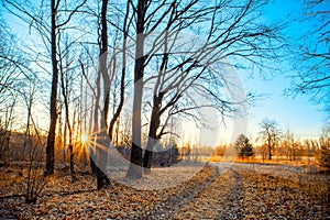 Frosty autumnal morning nature scene with trees