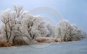 Frosty backwater with trees photo