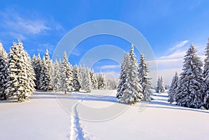 On a frosty beautiful day among high mountains are magical trees covered with white fluffy snow against the magical winter