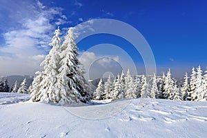 On a frosty beautiful day among high mountains and peaks are magical trees covered with white fluffy snow