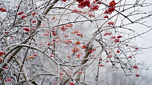 Frosty berries in the garden. The icy hoarfrost covered the bushes, herbs, and berries. Rosehip. Rowan. Mistletoe