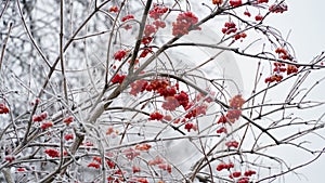 Frosty berries in the garden. The icy hoarfrost covered the bushes, herbs, and berries. Rosehip. Rowan. Mistletoe
