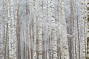 Frosty birch forest