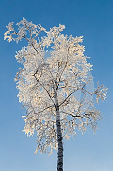 Frosty birch tree against blue sky