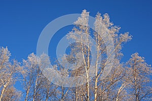 Frosty Birch Trees in an Alaskan Forest