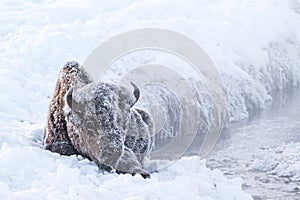 Frosty bison photo