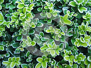 Frosty boxwood