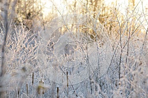 Frosty Branches