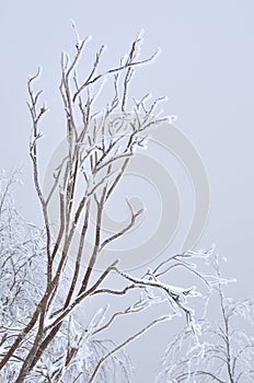 Frosty branches