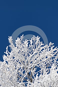 Frosty branches on a clear blue sky