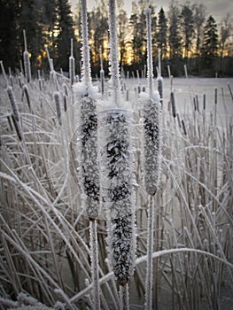 Frosty bullrushes in winter