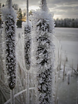 Frosty bullrushes in winter