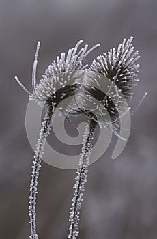 Frosty Common Teasel photo