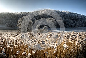 Frosty countryside