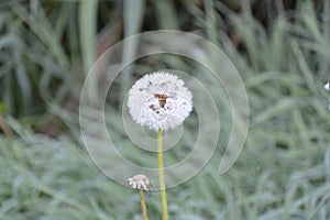 Frosty Dandelion