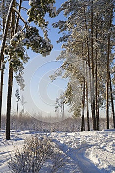 A frosty day in the forest. Tall pines and a snow-covered forest road. Winter forest landscape