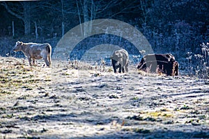 frosty early morning with cows on a farm