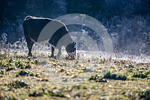 Frosty early morning with cows on a farm