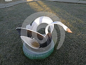 Frosty ecological swan 2