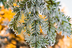 Frosty fir branch with snow on cold winter morning is illuminate