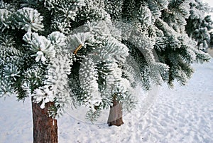 Frosty fir-trees