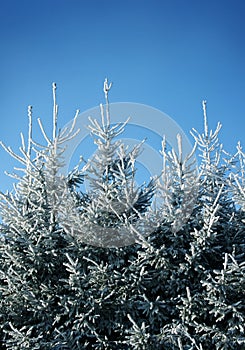 Frosty fir trees