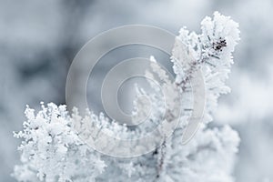 Frosty fir twigs in winter covered with rime