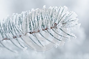 Frosty fir twigs in winter covered with rime