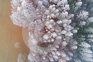 Frosty Forest from above