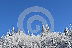 A frosty forest under a blue sky