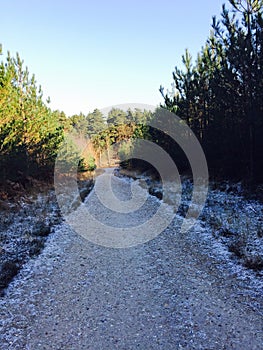 Frosty Forest Walk