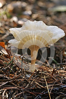 Frosty Funnel Fungus