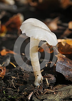 Mrazivý trychtýř houba 