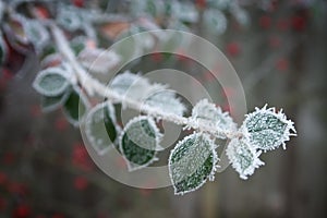 Frosty Garden 2