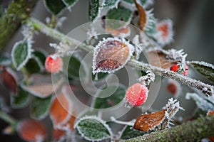 Frosty Garden 3