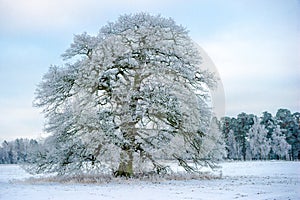 A Frosty Grand Old Oak