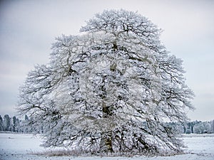 The Frosty Grand Old Oak