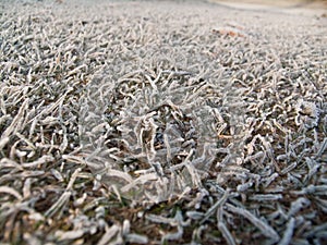 Frosty Grass